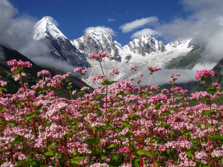 Panchachuli Base Camp Express - Image 2